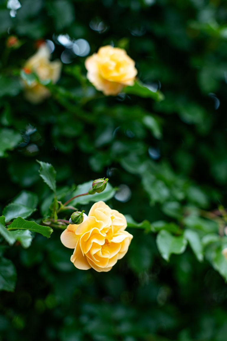 Propriété Alpesia 3